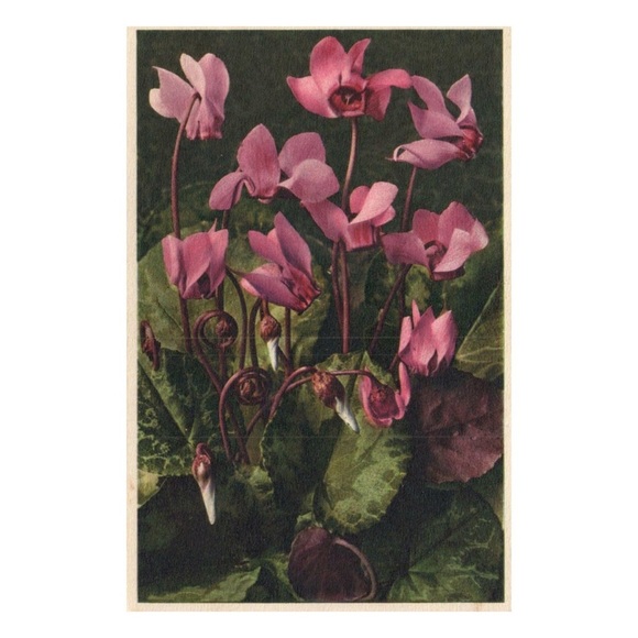 Cyclamen Persicum Thor E. Gyger Floral Postcard - Picture 2 of 3
